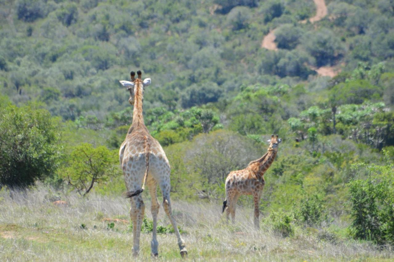 African Safari Lodge Grahamstown Zewnętrze zdjęcie