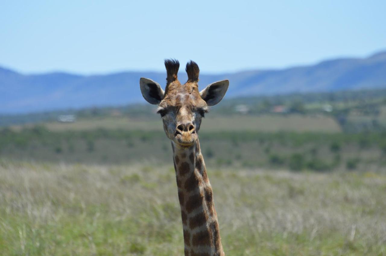 African Safari Lodge Grahamstown Zewnętrze zdjęcie