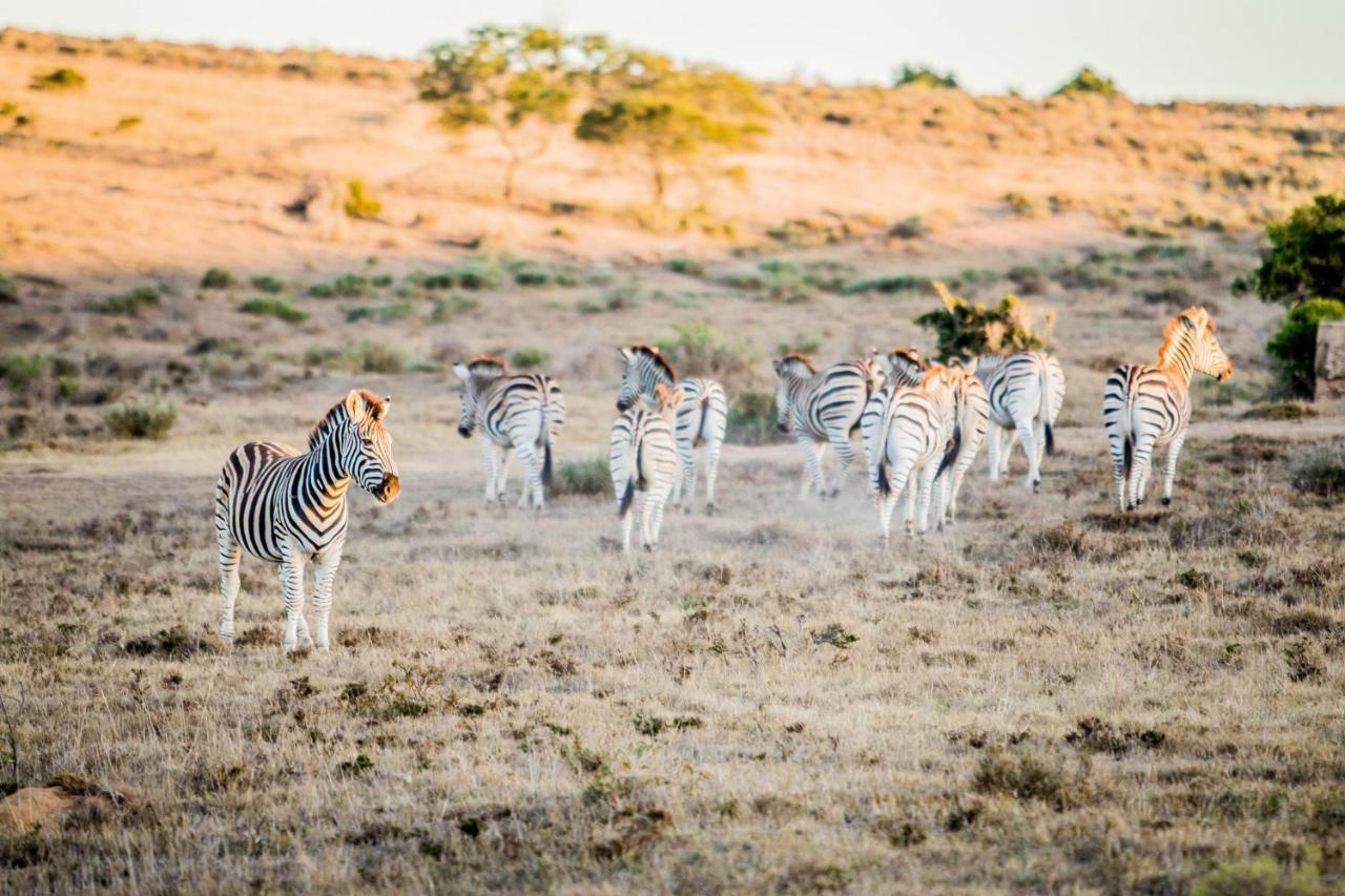 African Safari Lodge Grahamstown Zewnętrze zdjęcie