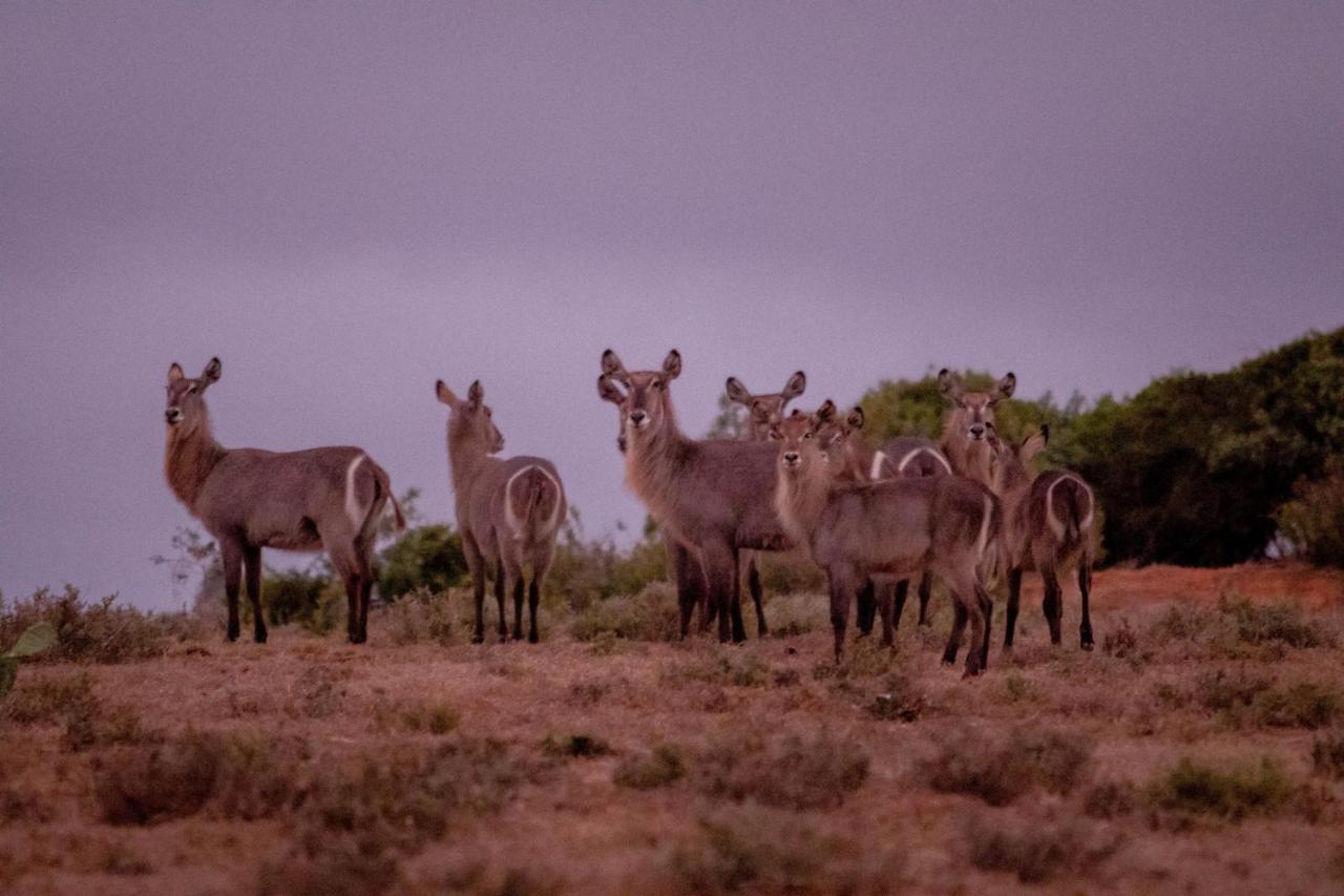 African Safari Lodge Grahamstown Zewnętrze zdjęcie