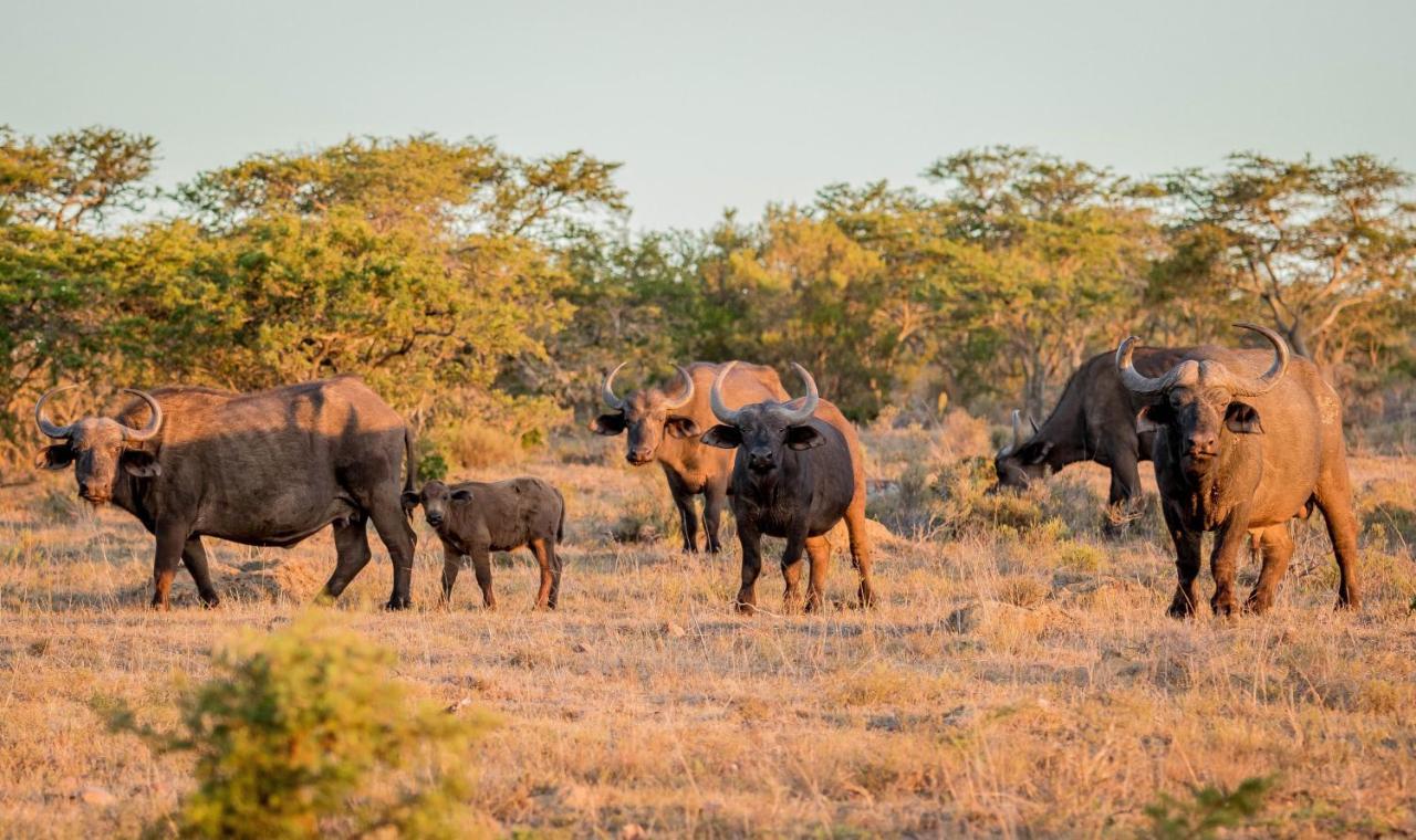 African Safari Lodge Grahamstown Zewnętrze zdjęcie